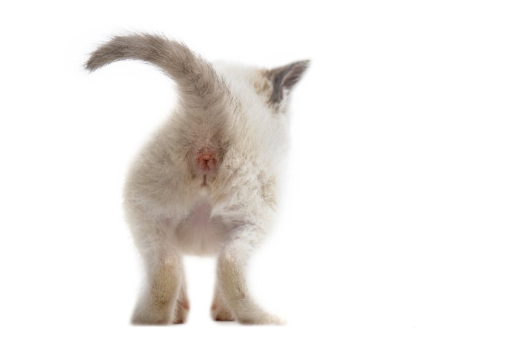 Малассезиозный дерматит