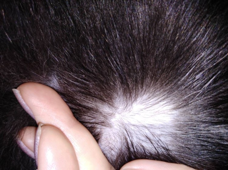 Кожные заболевания у кошек