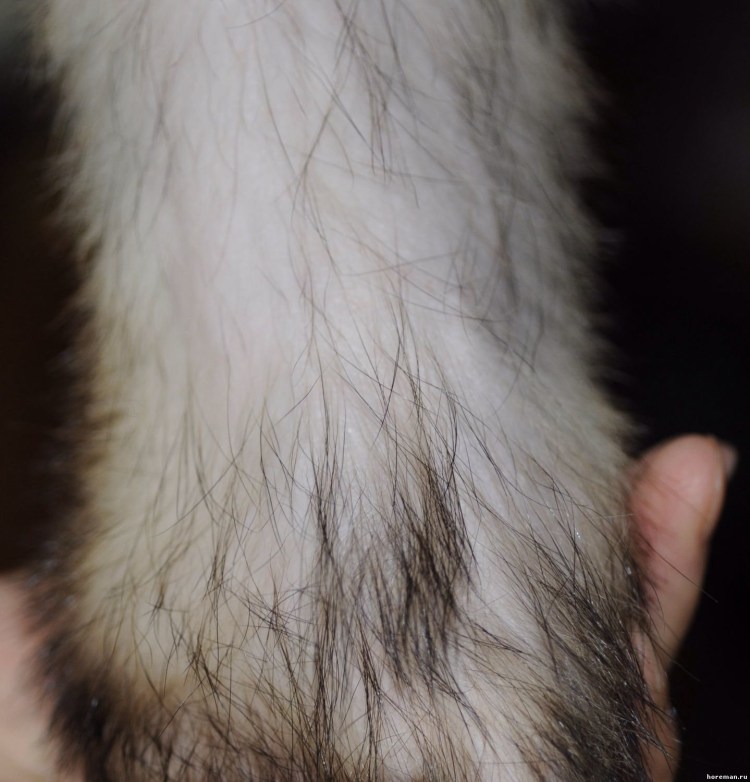 Выпадение шерсти у кошки