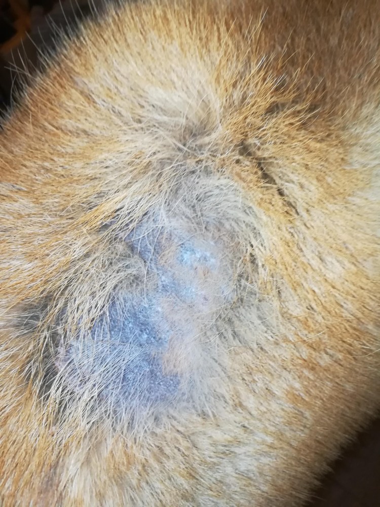 Милиарный дерматит у собак