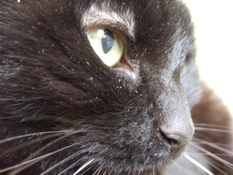 Дерматомикоз (стригущий лишай)