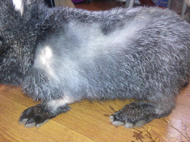 У кота проплешины на шерсти