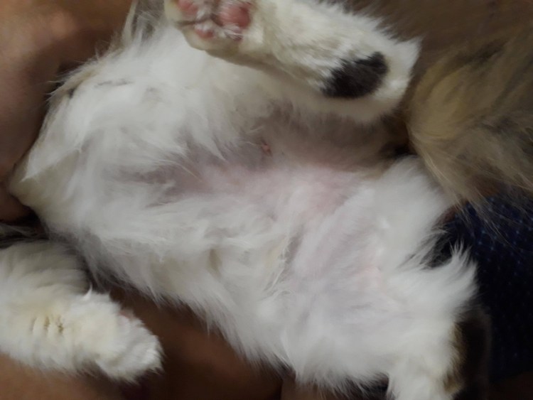 Проплешина у британского кота