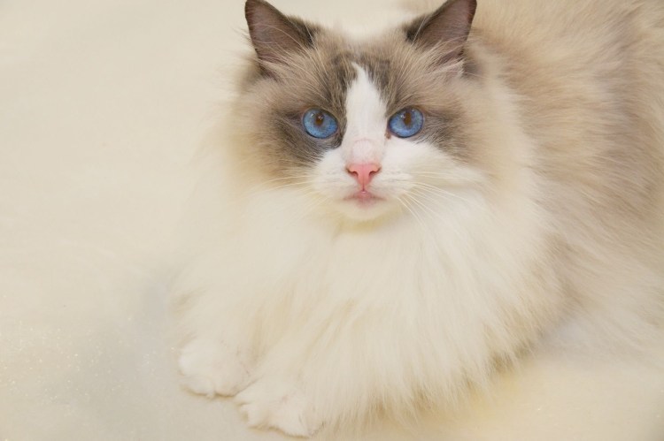 Рэгдолл рыжий