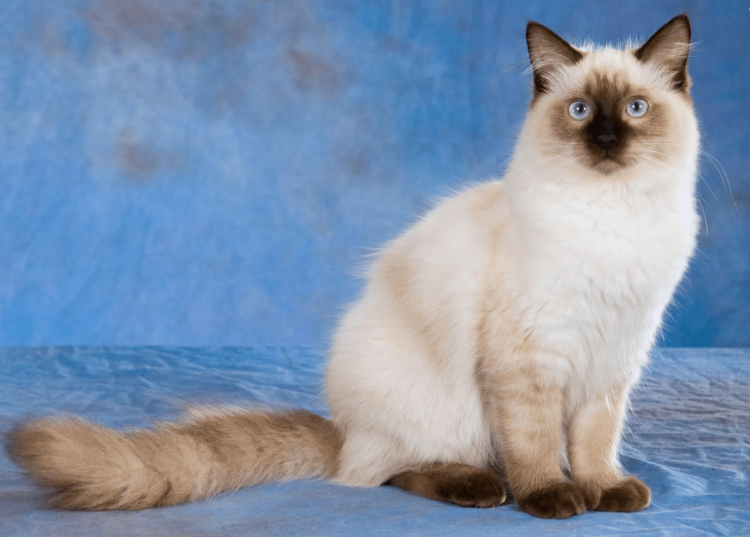 Рэгдолл колор Пойнт