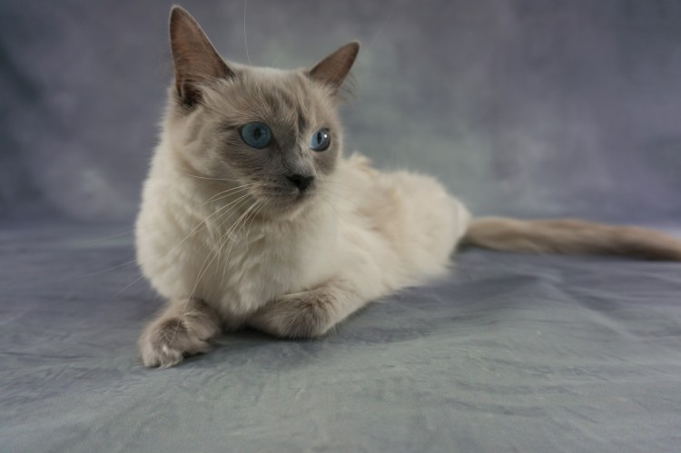 Венгерский котенок