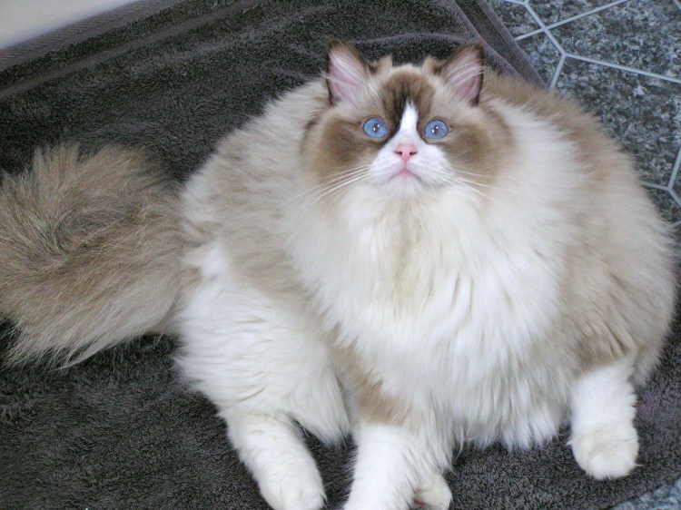 Рэгдолл тряпичная кукла