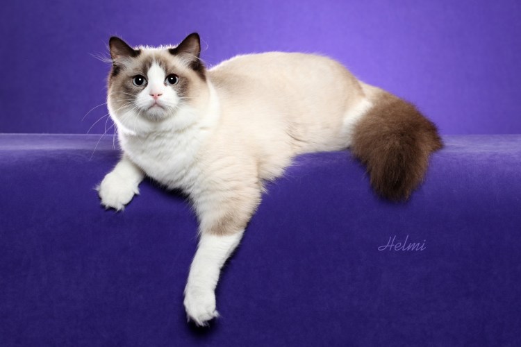 Рэгдолл персиковый