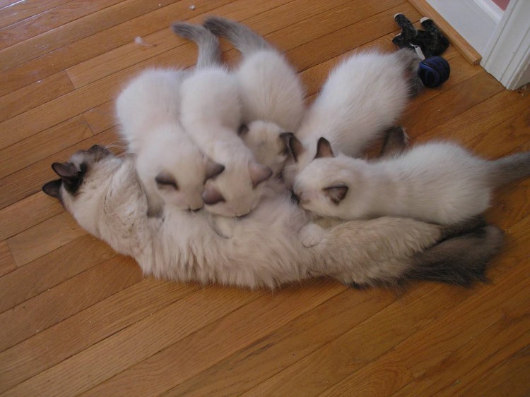 Порода Рэгдолл