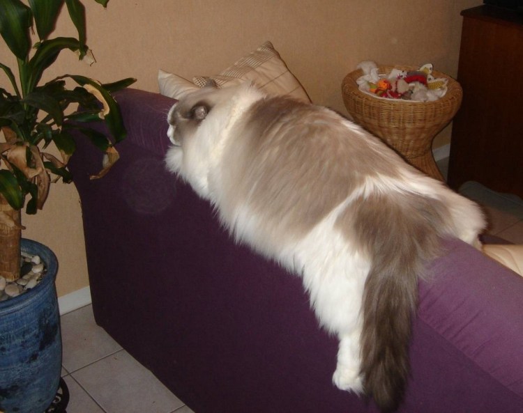 Рэгдолл взрослый вес