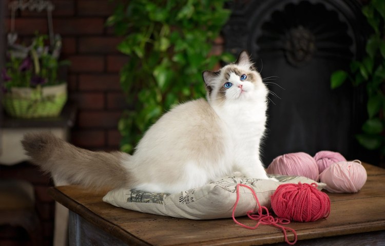 Кот Рэгдолл