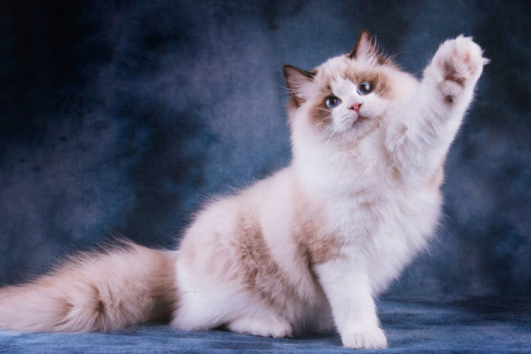 Рэндолл коты красивые