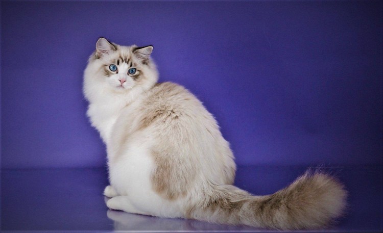 Рэгдолл кошка