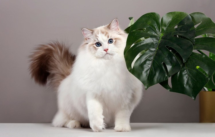 Рэгдолл кошка