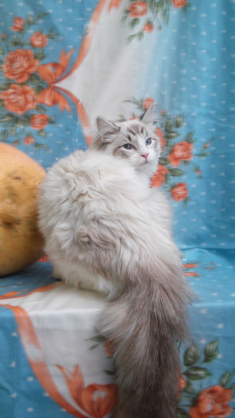 Балинезийская Рэгдолл