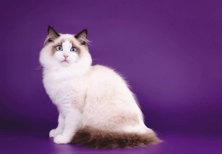 Рэгдолл и рагамаффин