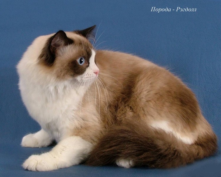 Кошка Сноу Рэгдолл