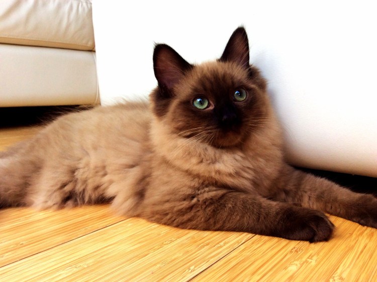 Рэгдолл кошка короткошерстная