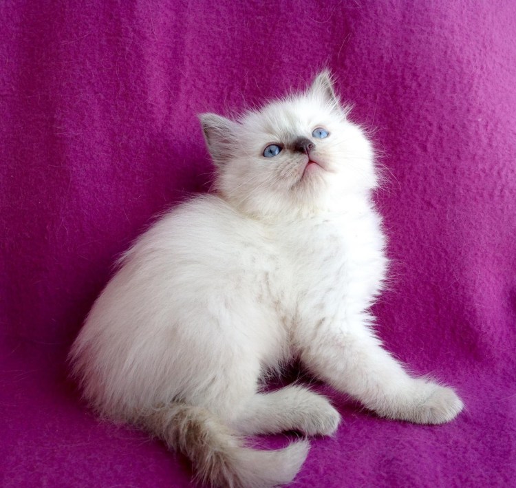 Рэгдолл котята
