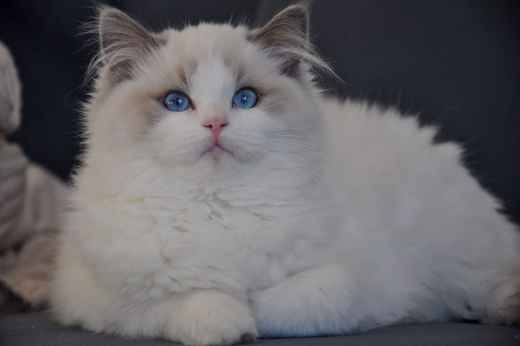 Котята породы Рэгдолл