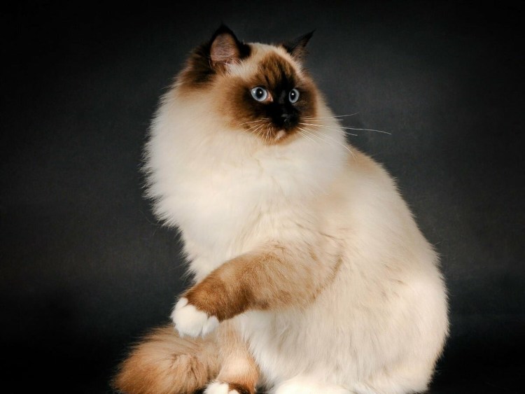 Рэгдолл кошка