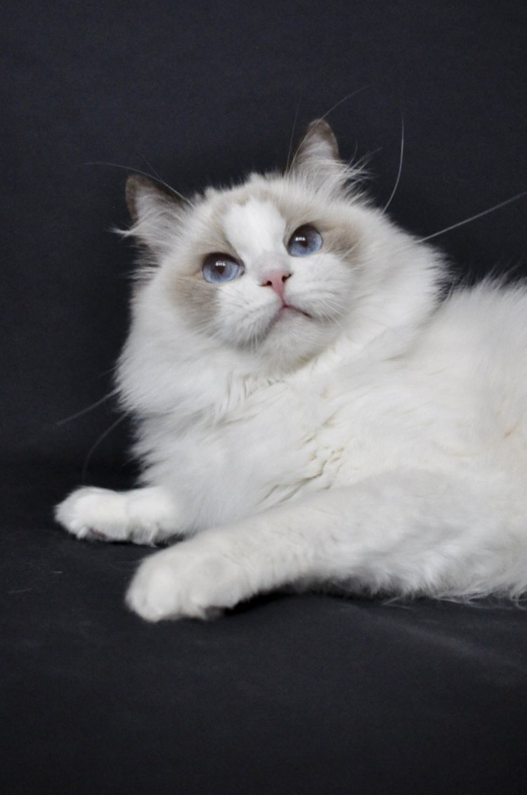 Рэгдолл кошка короткошерстная