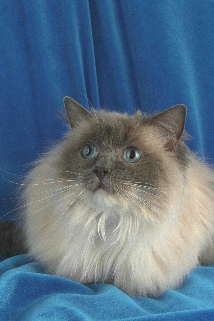 Американский Рэгдолл