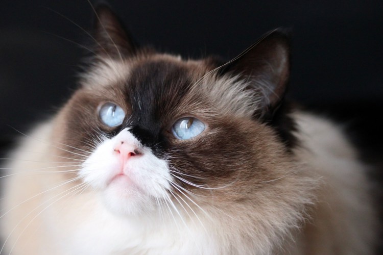 Рэгдолл и Невская маскарадная