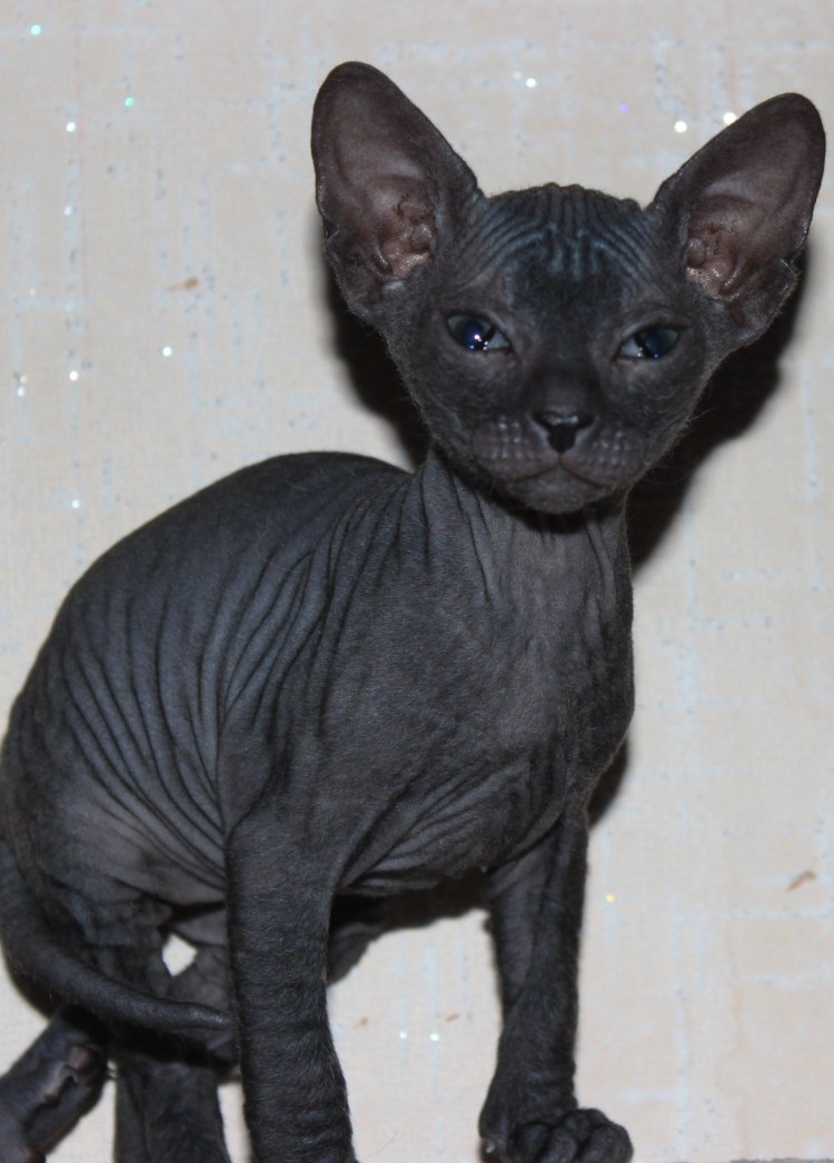 Канадский сфинкс черный