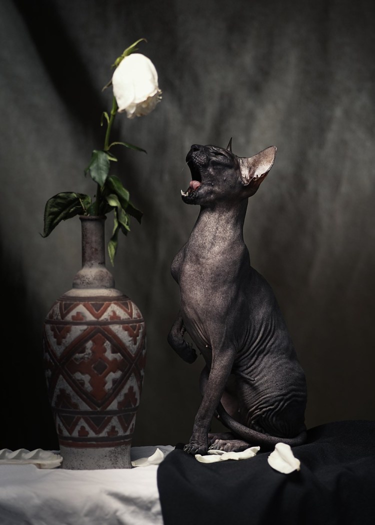 Сфинкс кошка вид сзади