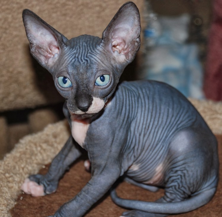 Канадский сфинкс серый