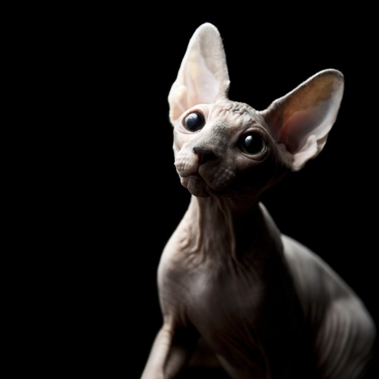 Лысая кошка