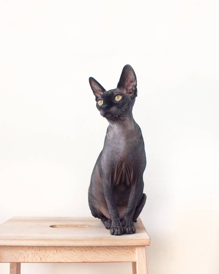Канадский сфинкс черный кот