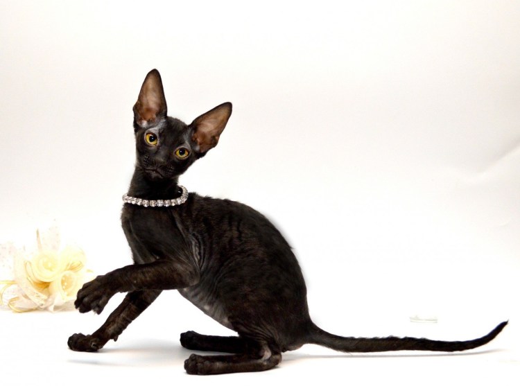 Сиамский сфинкс кошка