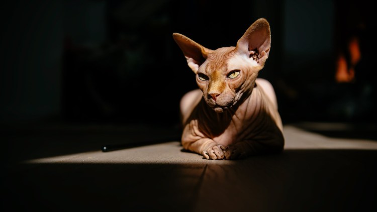Сфинкс (порода кошек)