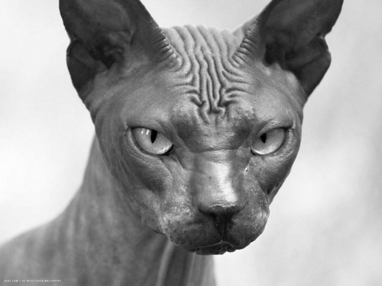 Канадский сфинкс черный