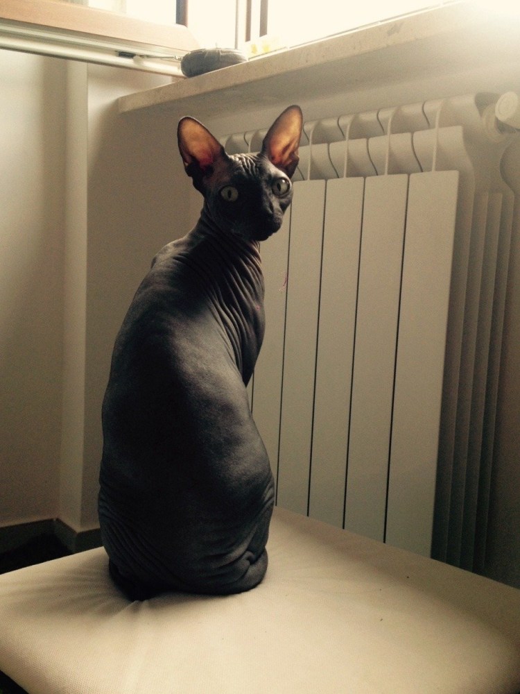 Чёрный сфинкс кошка