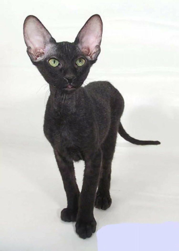 Кот сфинкс морда