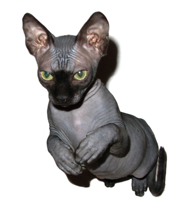 Чёрный сфинкс кошка