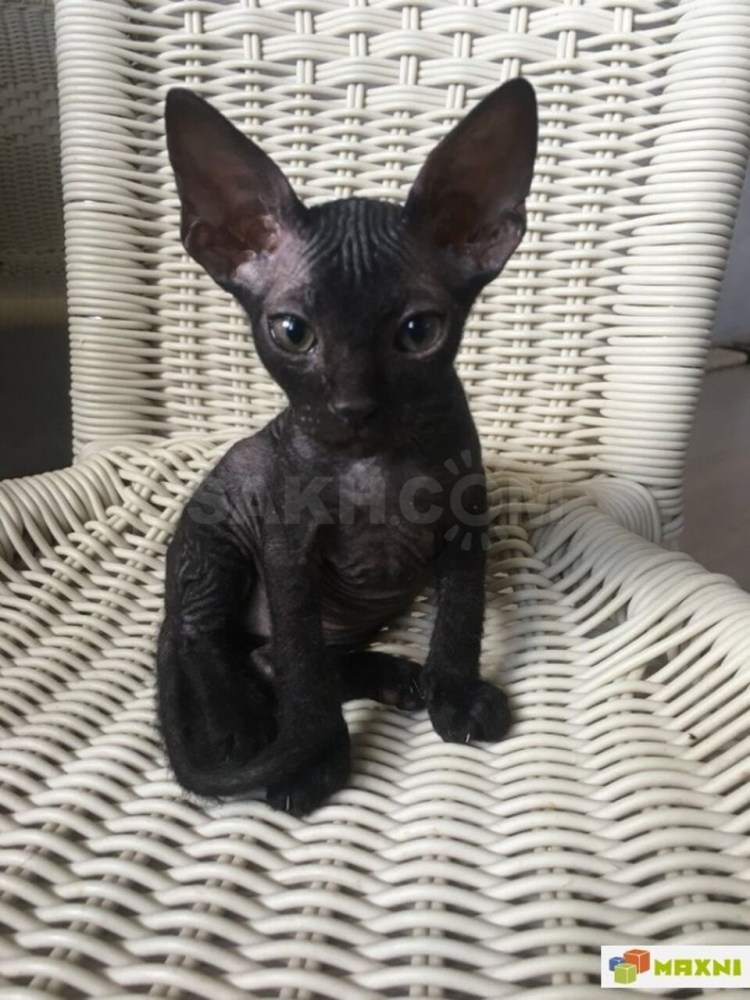 Сфинкс на черном фоне