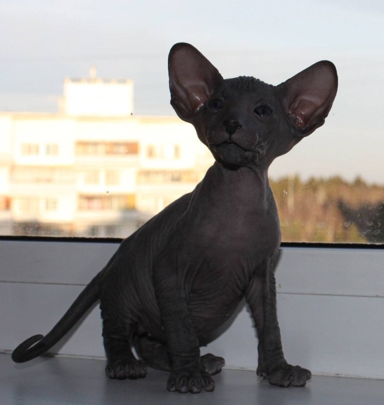 Сфинкс кошка фото