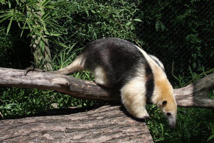 Четырёхпалый муравьед тамандуа