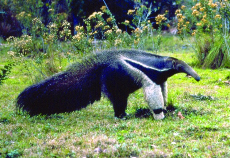 Гигантский муравьед Бразилия