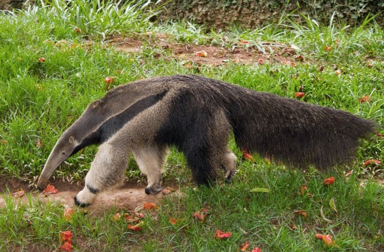 Гривастый муравьед