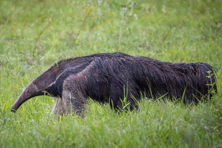 Южноамериканский муравьед