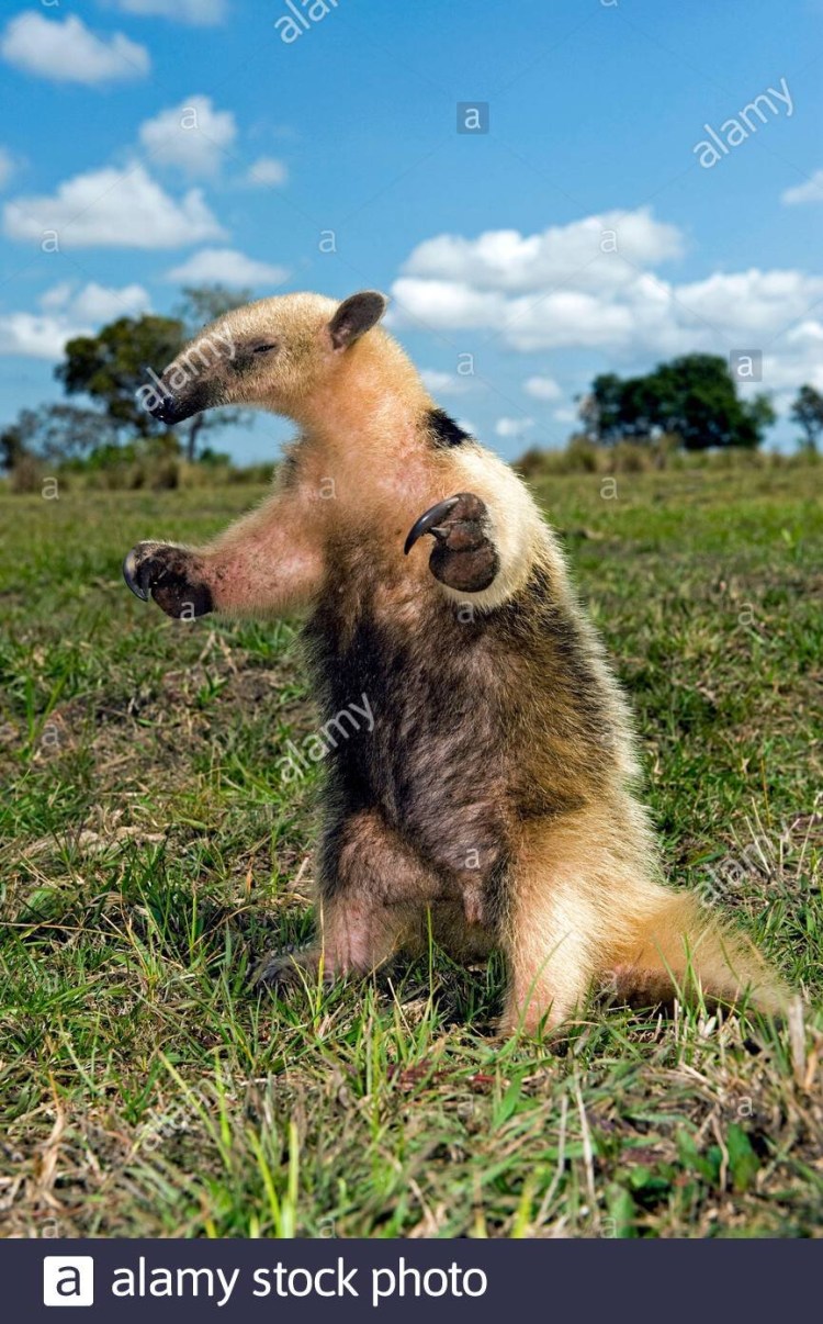 Муравьед животное