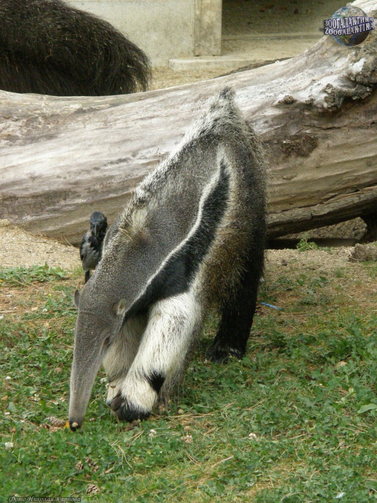 Myrmecophaga tridactyla