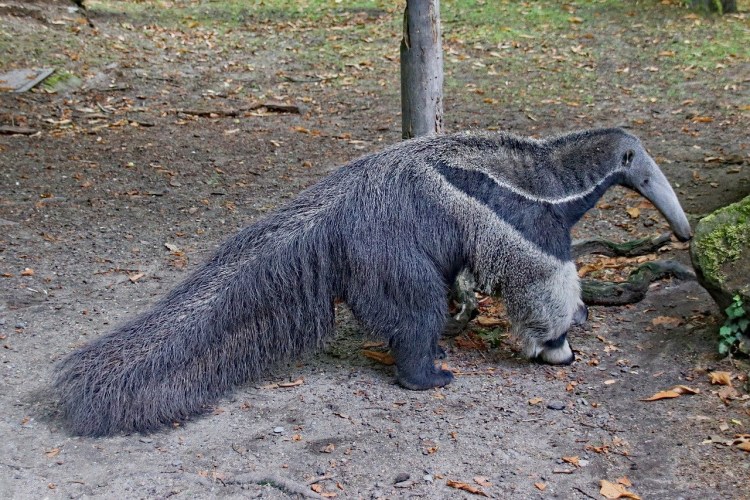 Гигантский муравьед крупнейший хищник Южной Америки