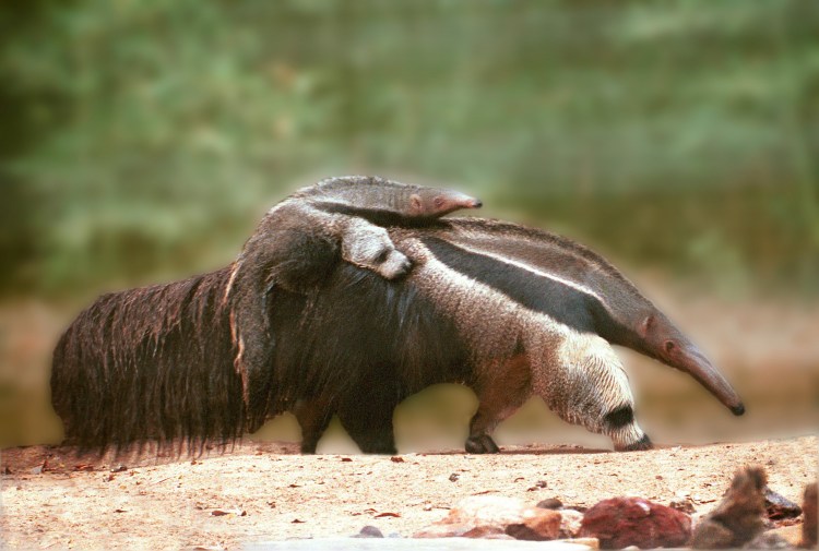 Гигантский муравьед крупнейший хищник Южной Америки