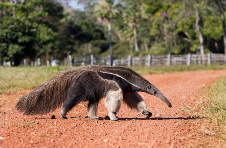 Гигантский муравьед когти